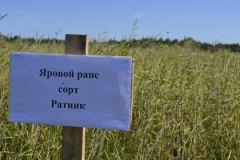 О проведении семинара по вопросам возделывания рапса в Кировской области О проведении семинара по вопросам возделывания рапса в Кировской области